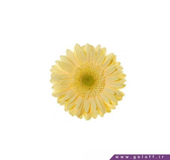 گل ژربرا ماموت - Gerbera | گل آف